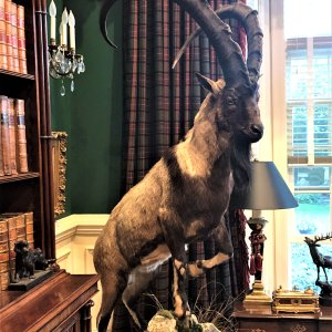 West Asian Ibex Full Mount Taxidermy