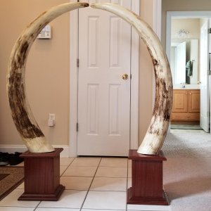 Replica Ivory Elephant Tusks