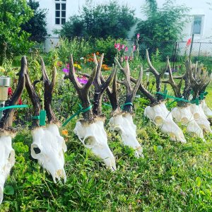 Roe Deer Skulls Romania