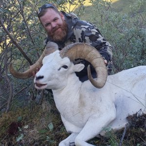 Dall Sheep Hunt Canada