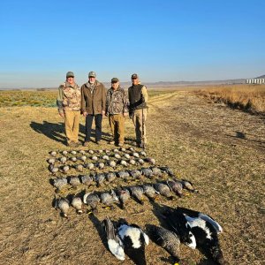 Mixed bag wild waterfowl South Africa