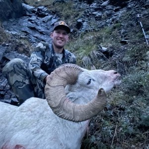 Dall Sheep Hunt Yukon Canada