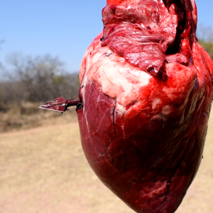 Cape Buffalo Heart Arrow Penetration
