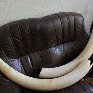 33 Pounds Elephant Tusks