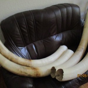 Elephant tusks