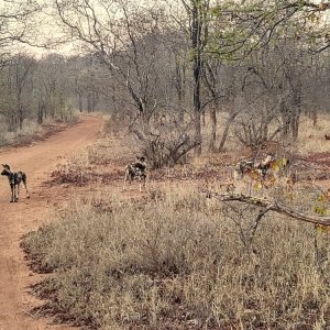 Wild Dogs Zimbabwe