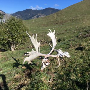 Two Fallow Deer Remains With Locked Horns