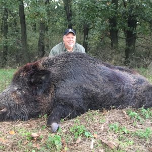 Wild Boar Hunting Transylvania Romania