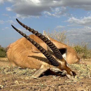 Grant's Gazelle Hunt Tanzania