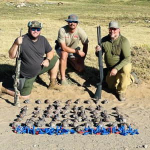Dove Shooting South Africa