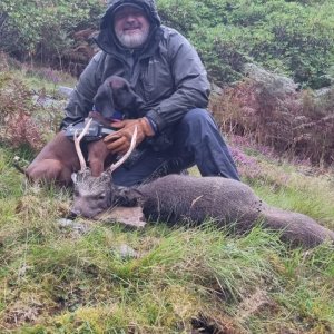 Sika Stag Hunt Scotland
