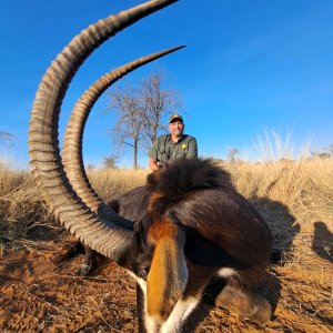 Sable Hunting Kalahari South Africa