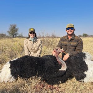 Ostrich Hunting Kalahari South Africa