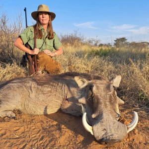 Warthog Hunting Kalahari South Africa