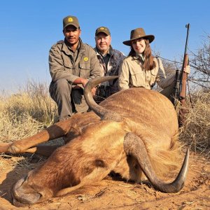 Golden Wildebeest Hunting Kalahari South Africa