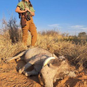 Warthog Hunting Kalahari South Africa