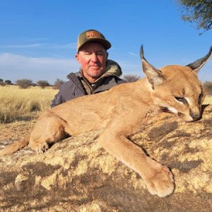 Caracal Hunting Kalahari South Africa