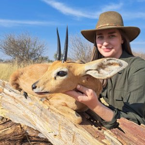 Steenbok Hunting Kalahari South Africa