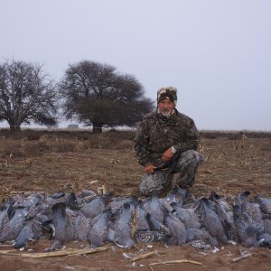 Pigeon Hunt Argentina