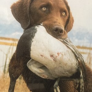 Canvasback Duck Hunting