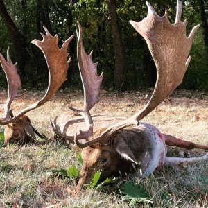 Fallow Deer Hunt Romania