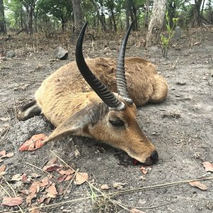 Reedbuck Hunt Takeri Private Reserve Zambia