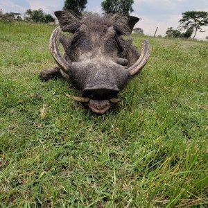 Warthog Hunt Uganda
