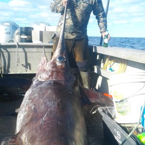 Fishing Swordfish New Zealand