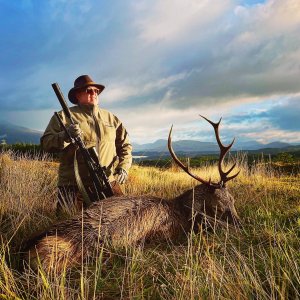 Red Deer Hunt Scotland