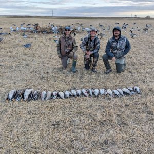 Wingshooting North Dakota