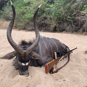 Mozambique Nyala Hunt