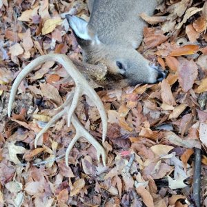 Whitetail Deer Hunt Virginia