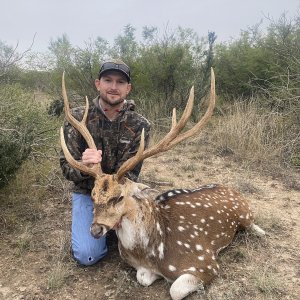 Axis Deer Hunt Texas