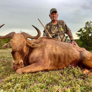 Golden Wildebeest Hunting Eastern Cape South Africa