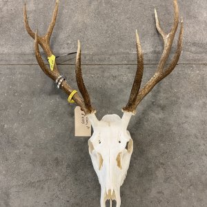 Red Stag Euro Skull