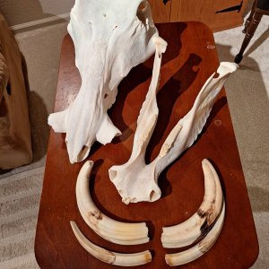 Warthog Skull & Tusks