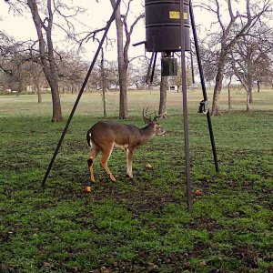 Whitetail Deer Texas