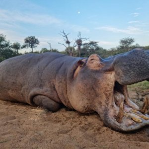 Hippo hunting with DERIAN KOEKEMOER SAFARIS