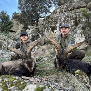 Gredos Ibex Hunt Spain