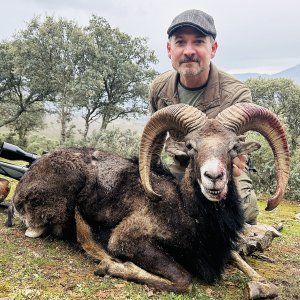 Mouflon Sheep Hunt Spain