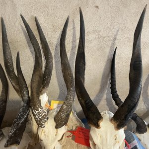 Bushbuck Skull Trophies