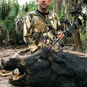 Bowhunting Pig Florida