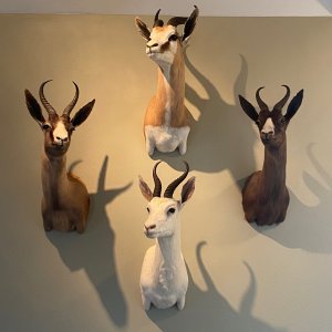 Springbok Collection Shoulder Mounts Taxidermy
