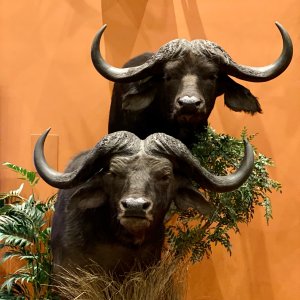 Buffalo Duo Pedestal Mount Taxidermy