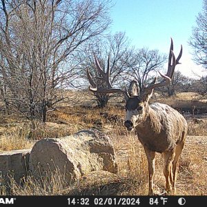 Mule Deer Trail Camera Colorado
