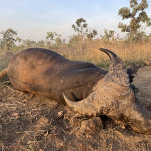 Western Savanna Buffalo Hunt Cameroon