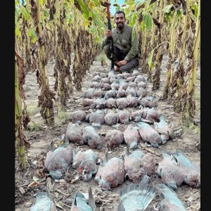 South Africa Pigeons & Dove Hunt