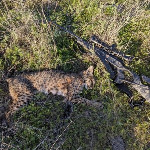 Bobcat Hunt Texas