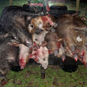 Hog Hunting Texas