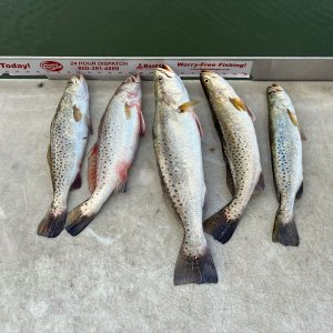 Spotted Seatrout Fishing
